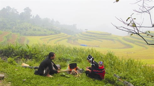 Hoang Su Phi