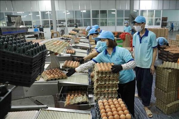 Dix millions de produits vietnamiens vendus sur  en 2022, Économie
