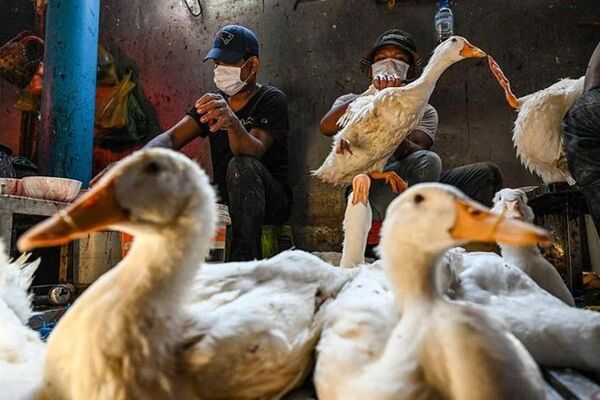 Avian flu situation in Cambodia “worrying” according to WHO