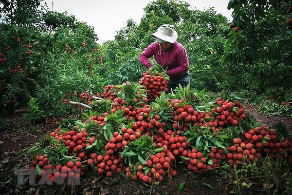 L'UE assouplit le contrôle sur les nouilles instantanées vietnamiennes