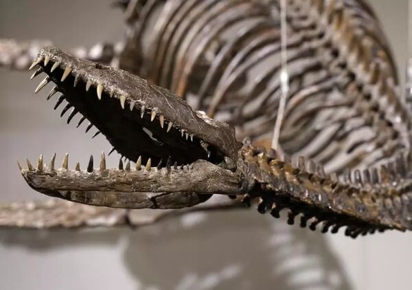 Rare Dinosaur Skeletons, Including Loch Ness Monster Species, to be Auctioned by Sotheby’s