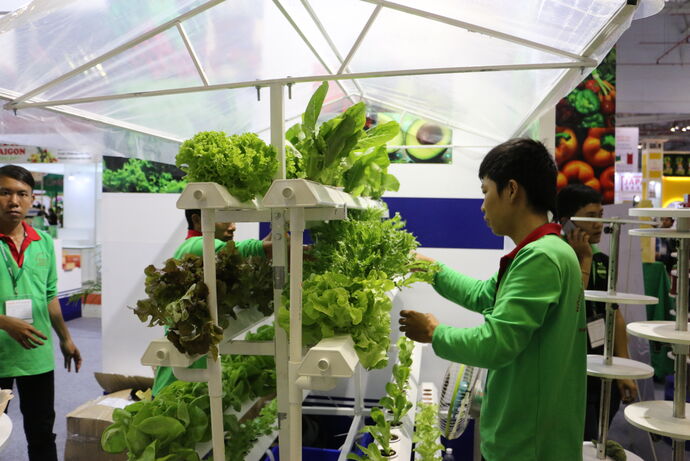 Vietnam : le prix du poivre pourrait enregistrer une forte augmentation sur  le marché intérieur