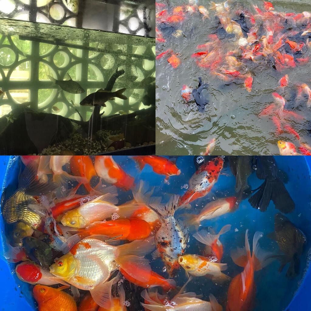 Vietnam – Découverte d'un poisson avec un phallus sous le cou