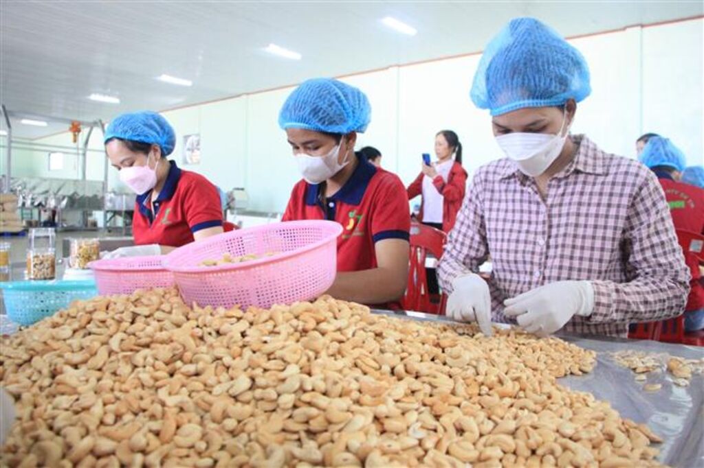 La filière noix de cajou doit s'orienter vers la production verte