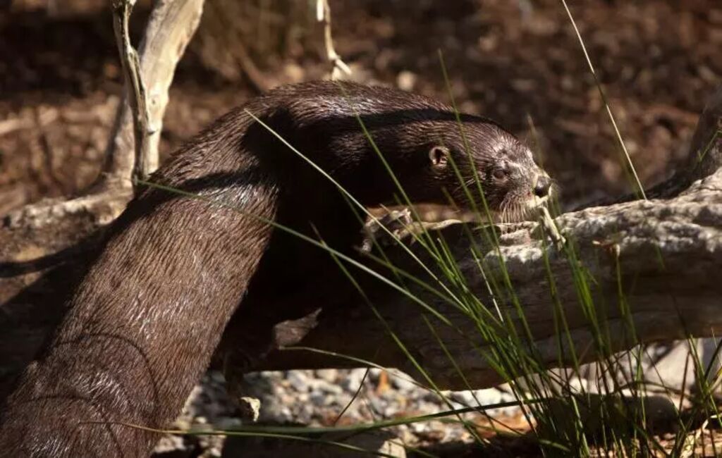 Loutre de rivière  Espace pour la vie