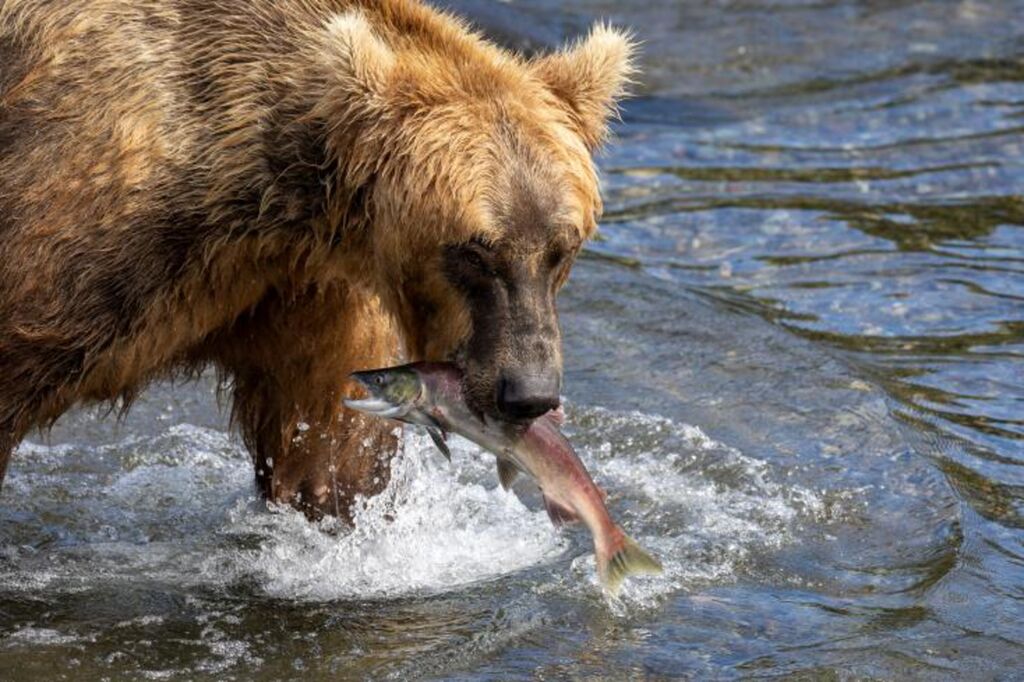 Aux États-Unis, un concours du plus gros ours pour sensibiliser à l'écologie