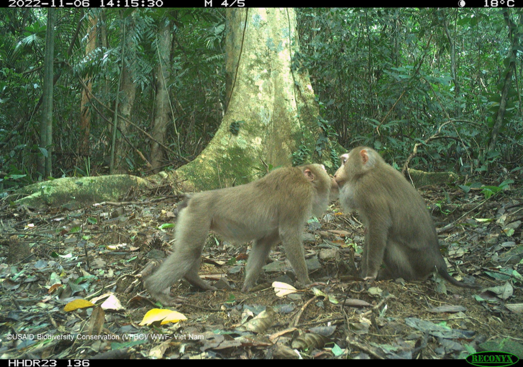 14 Animaux de la Jungle en voie de Disparition - Conservation Nature