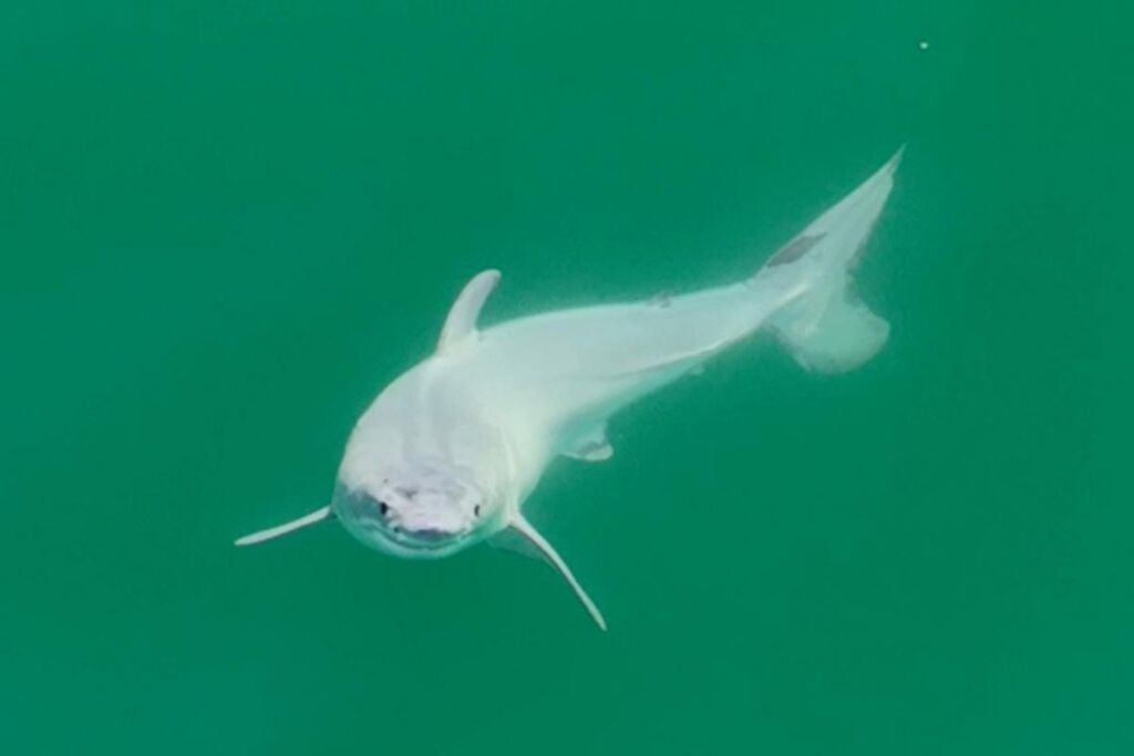 grand requin blanc