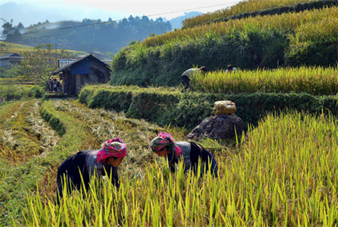 Récolte de riz dans la commune de Chê Cu Nha    
