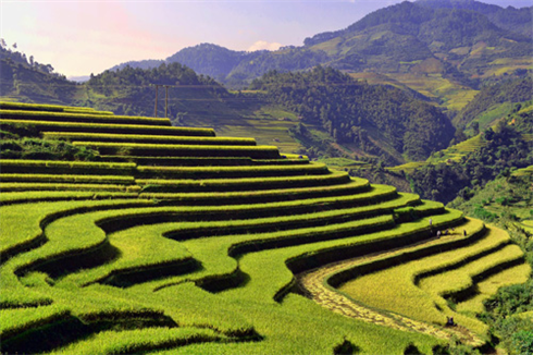 Paysage pittoresque des rizières en terrasse    