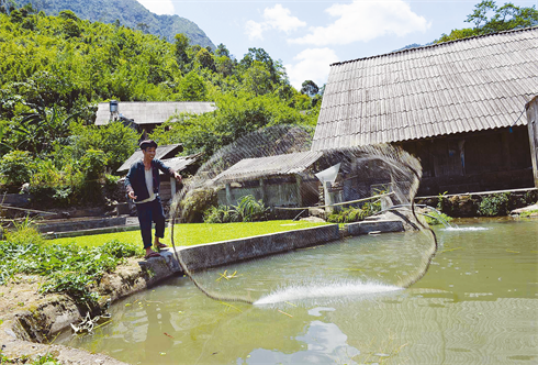 La famille de Phàn Dào Phâu est l’un des foyers Dao ayant fait fortune grâce au modèle «jardinage, pisciculture et élevage».