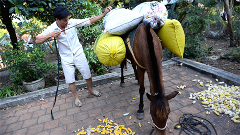 Après la course, Lê Van Thu et son cheval sont retournés à leur vie quotidienne. Photo : TTOL/CVN