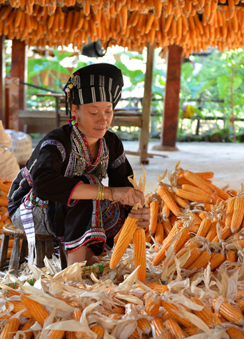 Les Lu ne s’intéressent pas seulement au tourisme, mais aussi à l’application du progrès scientifique pour augmenter les rendements agricoles. Photo : Thanh Hà/VNA/CVN