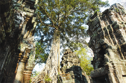 Des arbres centenaires couvrent les toits des ruines de Ta Prum.