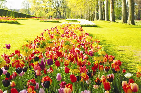 Le jardin de tulipes aux cinq couleurs.