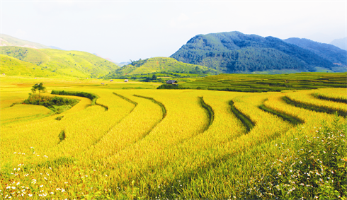 Récolte de riz dans le district de Van Chân, province de Yên Bai. 