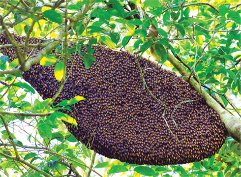 Un nid d’abeille.    