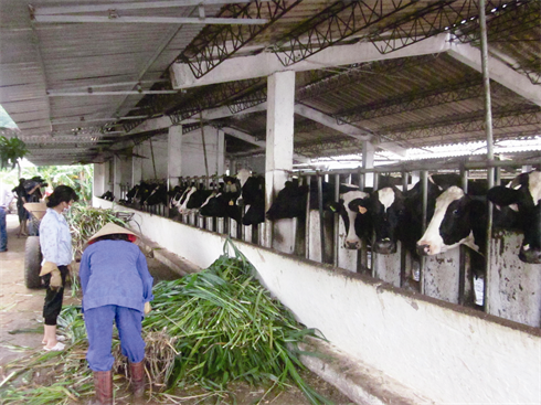 Ferme de vaches laitières à Môc Châu.