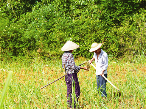 Dans un champ de canne à sucre, qui rapporte aux cultivateurs la majorité de leurs revenus.