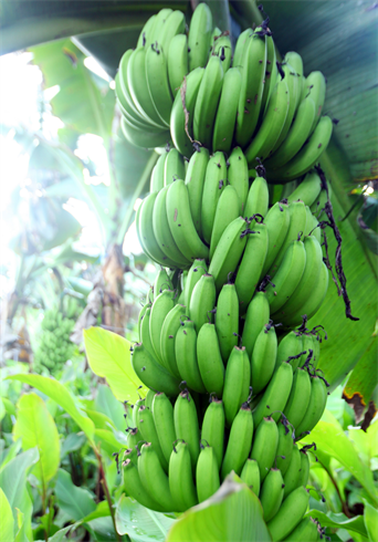 Un bananier donne de 10 à 12 régimes. 