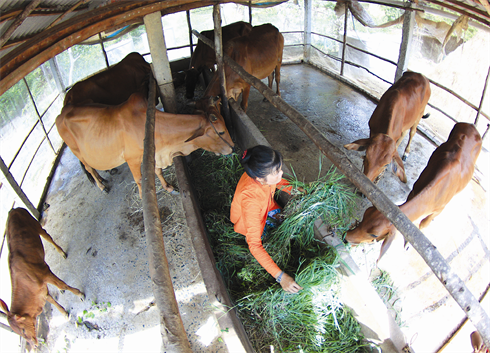Les habitants du hameau Tân Thi, commune de Thanh Hai, district de Thanh Phu, province de Bên Tre (delta du Mékong), ont abandonné la riziculture pour l’herbage destiné aux bovins afin de s’adapter à la nouvelle donne climatique.    