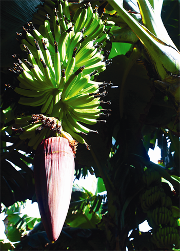 Cette nouvelle variété de bananier apprécie les  javeaux (terres alluviales sablo-limoneuses) du fleuve Rouge. 