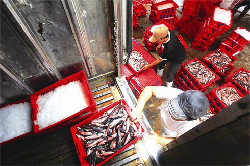 Les poissons sont ensuite placés dans le camion frigorifique à direction le marché.