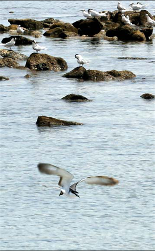 Les sternes volent souvent au ras de l’eau pour pêcher.    