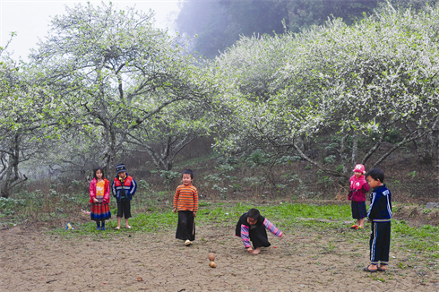 Enfants jouant dans les vergers en fleurs.    
