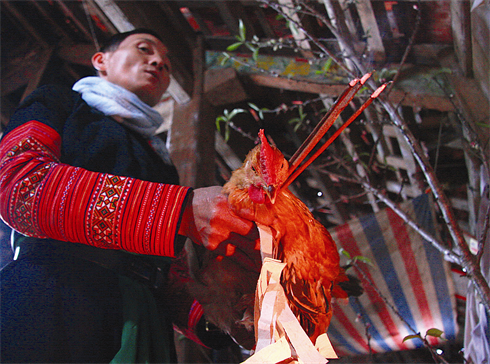 Le coq est un animal sacré indispensable pour les rites du Têt chez les H’mông. 