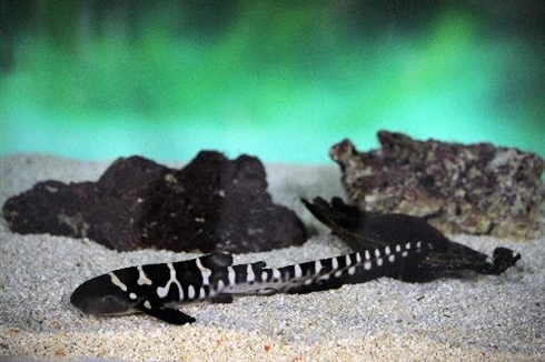 Naissance Exceptionnelle D Un Requin Zebre En France Le Courrier Du Vietnam