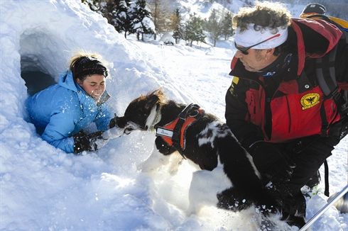 Maitre Chien En Avalanche Un Savoir Faire Francais Precieux Le Courrier Du Vietnam