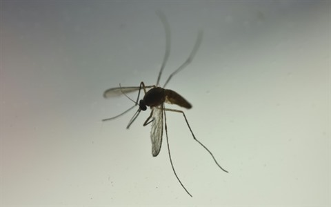 Argentine Premier Deces D Un Bebe Atteint De Microcephalie A Cause Du Virus Zika Le Courrier Du Vietnam