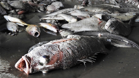 La mort en série de poissons dans le Centre défie les scientifiques