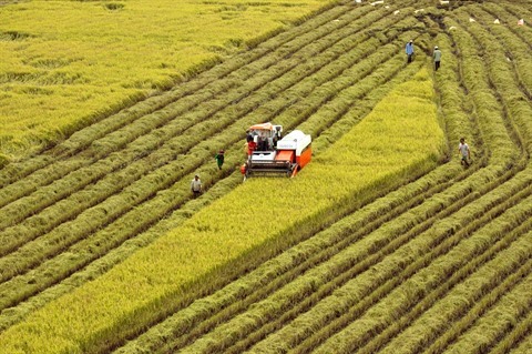 Pour Le Developpement Durable De La Riziculture Dans Le Delta Du Mekong Le Courrier Du Vietnam