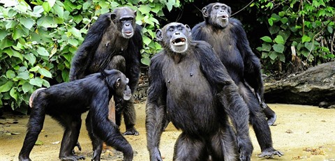 L'Unesco s'alarme de la situation critique des grands singes