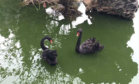 Un Habitant De Hanoi Fait L Acquisition De Deux Cygnes Noirs Le Courrier Du Vietnam