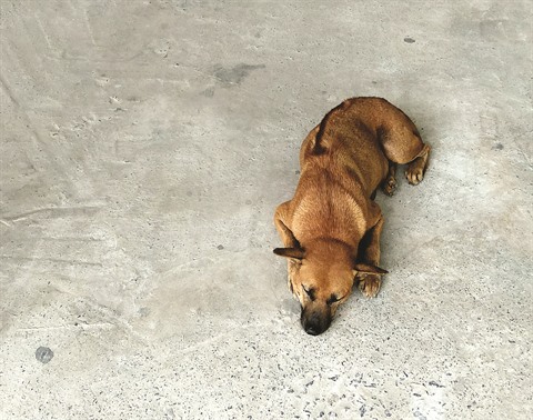 Le Chien De Phu Quôc Une Fierté Du Vietnam Le Courrier Du