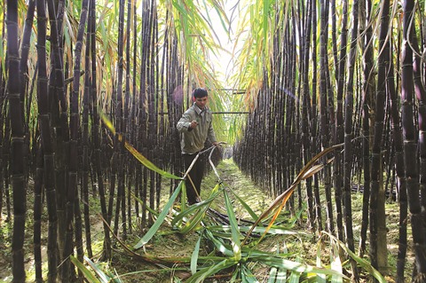 La canne à sucre au Vietnam