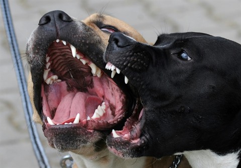 Femme Tuée Par Des Chiens Dans Laisne Ce Que Lon Sait