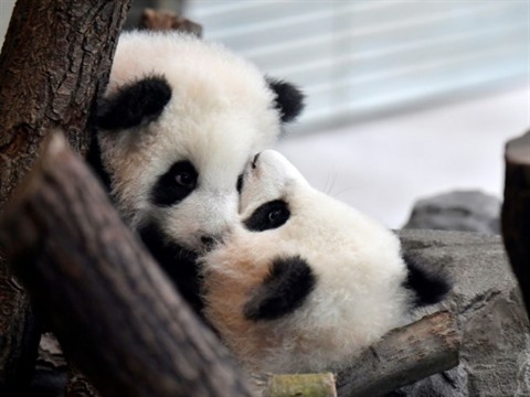 Des Bebes Pandas Nes Au Zoo De Berlin Presentes Au Public Le Courrier Du Vietnam