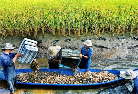 Le Delta Du Mekong Developpe La Peneiculture En Symbiose Avec La Riziculture Le Courrier Du Vietnam