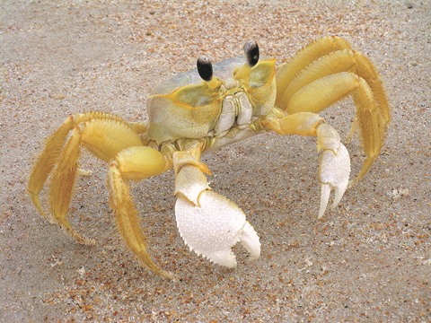 Crabe flèche — Wikipédia