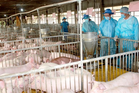 Crise de l'élevage: le bras-de-fer reprend sur le prix du porc - Challenges