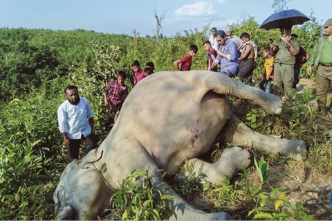 Animaux : les deux-tiers de l'habitat des éléphants d'Asie