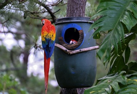 Préservation - œufs et reproduction - Le Parc des oiseaux