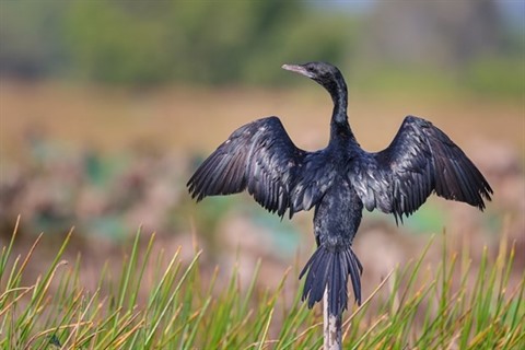 Il consacre sa vie aux oiseaux sauvages, Environnement