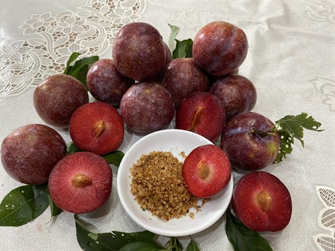 The plum harvest is in full swing in the Northwest