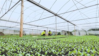 Mộc Châu développe la haute technologie dans l’agriculture