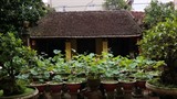 Le lotus impérial cultivé dans la cour d’une maison centenaire à Hanoï